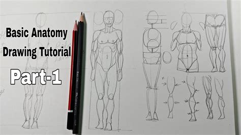 Basic Anatomy Drawing Tutorialpart 1 Youtube