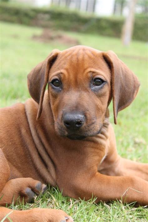 At Six Weeks Old Doggies Dogs And Puppies Rhodesian Ridgeback Puppies