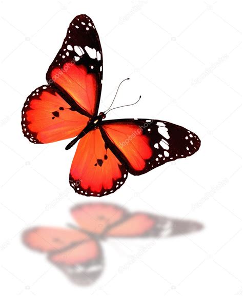 Red Butterfly Flying Isolated On White — Stock Photo © Suntiger 11597827