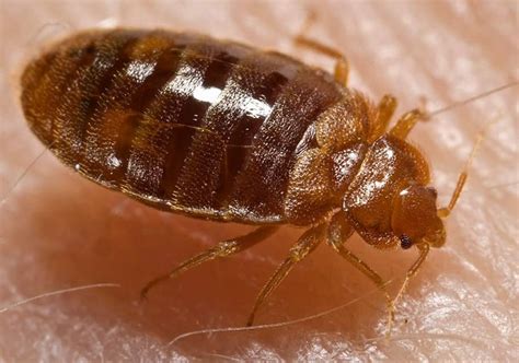 The 4 Types Of Canadian Bedbugs Jdm Pest Control