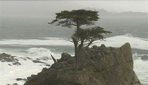 The Lone Cypress On The Monterey Peninsula Loses A Limb During Brutal