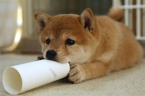 The shiba inu is certainly a cheeky little red shrub, so both interpretations work out well. A baby shiba inu biting a cylinder. : aww