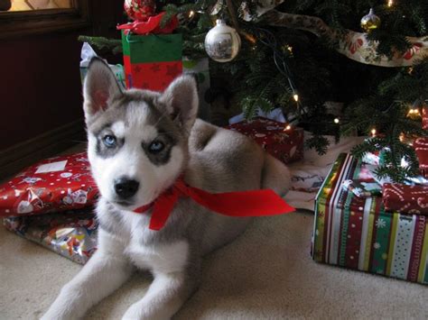 Adorable Huskies Dressed For Christmas Inside Dogs World