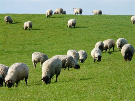 图片素材 景观 领域 农场 草地 放牧 牧场 新鲜 哺乳动物 休息 动物群 羊群 松弛 草原 脊椎动物 牧歌
