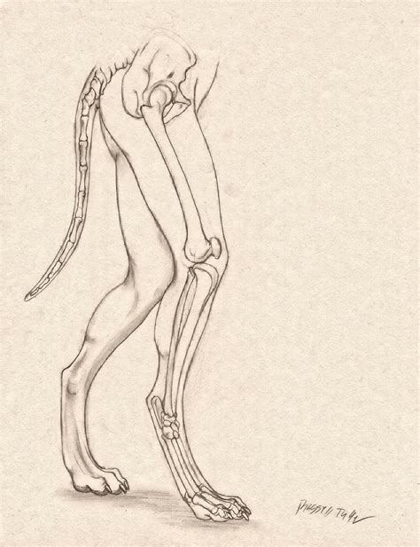 Wolf Anthro Anatomy Lower Bone Structure By Russelltuller On Deviantart