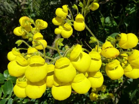 Calceolaria Crenata World Of Flowering Plants