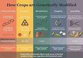 The Truth Behind How We Create GMOs | Daily Infographic in 2021 ...