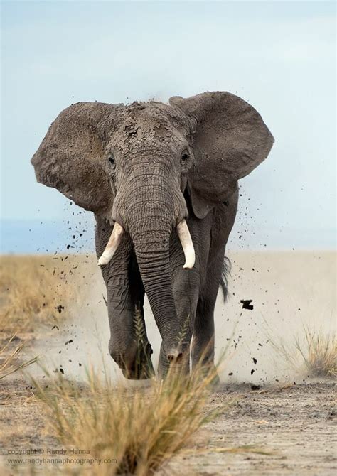 African Bull Elephant ~ Tanzaniakenya ~ Photo Credit ~ Randy Hanna