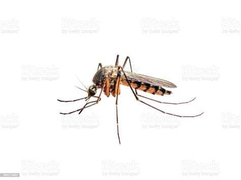 Infected Mosquito Bite Isolated On White Stock Photo Download Image