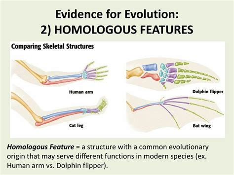 Ppt Evidence For Evolution 1 Biogeography Powerpoint Presentation