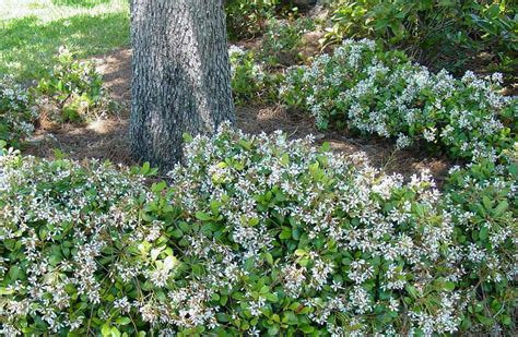 Indian Hawthorn Isn’t Your Only Shrub Choice Artistree Artistree