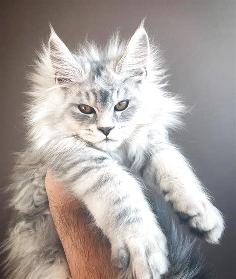 We have healthy male and female maine coon kittens availale for sale to cat loving homes. Maine Coon Kittens for sale compared to CraigsList | Only ...