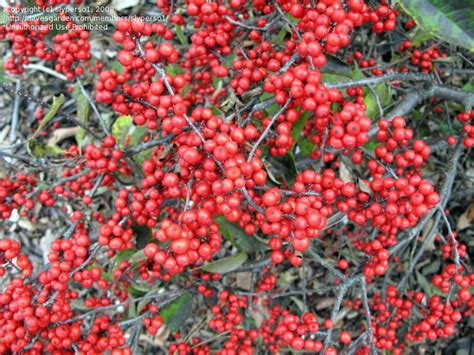 Plantfiles Pictures Ilex Winterberry Holly Black Alder Deciduous