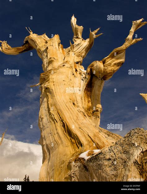 An Ancient Bristlecone Pine Tree Located In The Patriarch Grove White