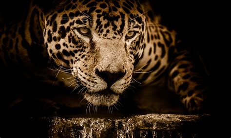 Desktop Wallpapers Jaguar Big Cats Whiskers Snout Glance Animals