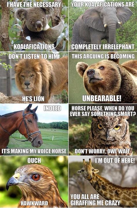 Cute Animal Play On Words Funny Animal Quotes Funny Animal Pictures