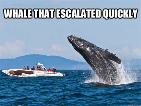 16 Whale Memes That Will Make You Laugh All Day I Can Has Cheezburger
