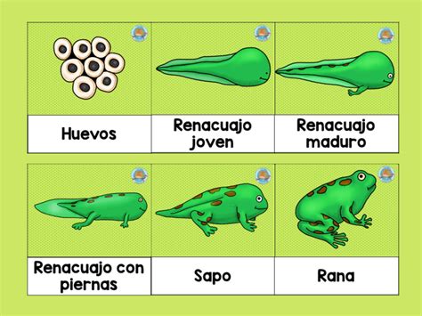 Ciclo De Vida De La Rana 2 Imagenes Educativas