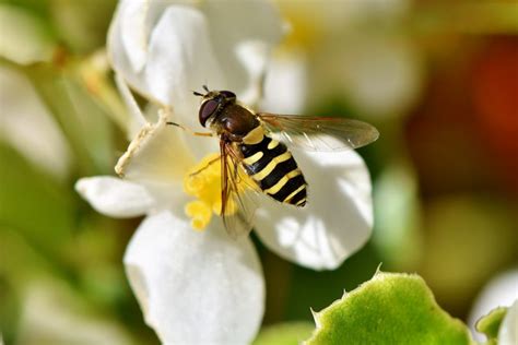 5 Insects That Look Like Bees The Bug Agenda