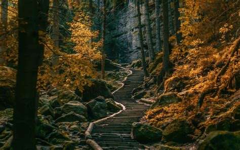 Path Stairs Dark Forest Hd Wallpaper Wallpaper Flare