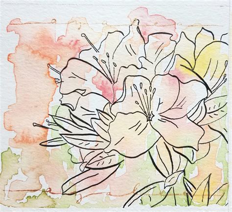 Watercolor And Ink Azalea A Pale Wash Of Color Over A Dip Pen Drawing