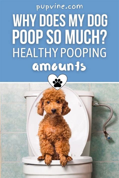 Why Does My Dog Poop So Much Healthy Pooping Amounts
