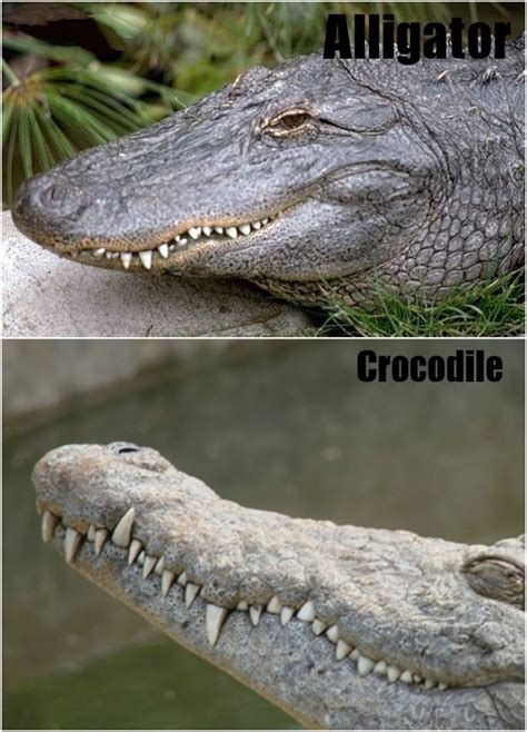 Know The Difference Between Crocodiles And Alligators