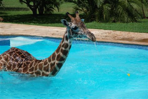 Maybe you would like to learn more about one of these? Giraffe playing in swimming pool (6 pics) | Amazing Creatures