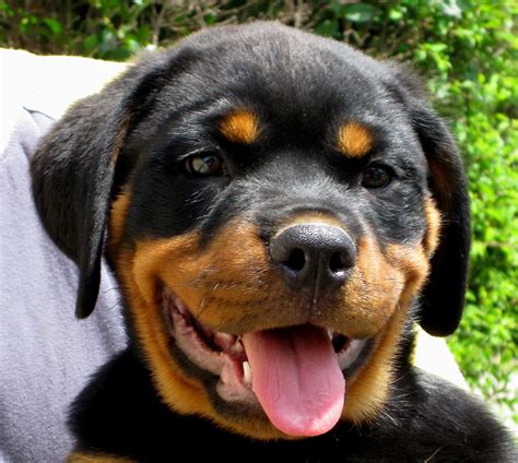 Filerottweiler Puppy Face Wikimedia Commons