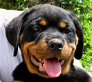 File:Rottweiler puppy face.jpg - Wikimedia Commons