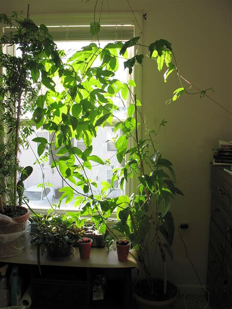 Dig a hole as deep as the root ball and twice as wide. Bucket of Birds: Passionfruit