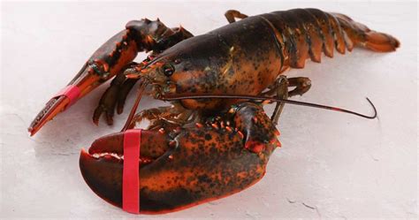 The Ultimate Guide To Cooking Live Maine Lobsters For Beginners