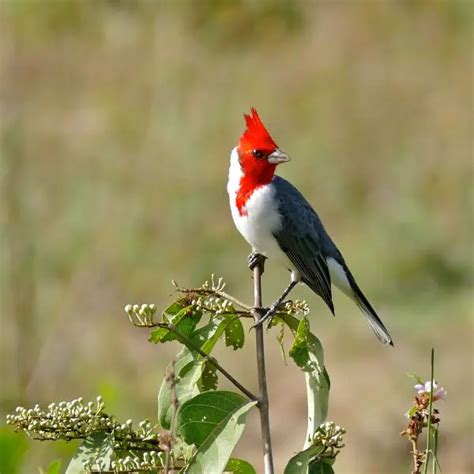 Red Crested Cardinal Facts Diet Habitat And Pictures On Animaliabio