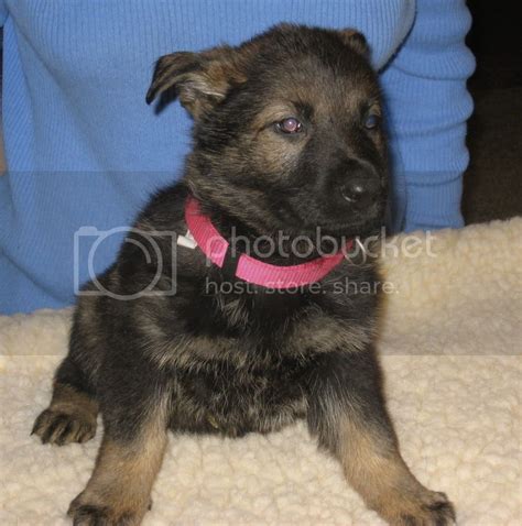 Cici Pups 6 Weeks Old German Shepherd Dog Forums