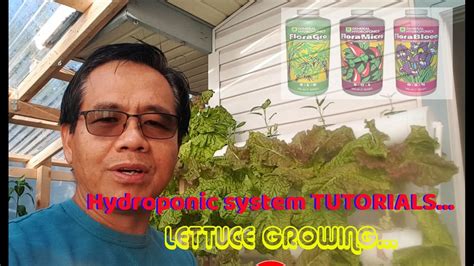 A Complete Guide To Lettuce Growing In Hydroponic System Youtube