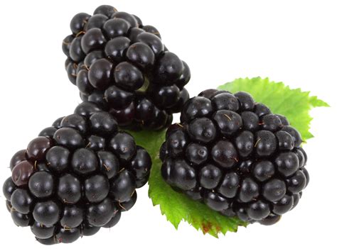 Blackberry With Leaves Png Image Purepng Free Transparent Cc0 Png