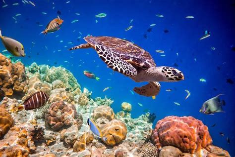 4 Jenis Ekosistem Terumbu Karang Yang Jadi Habitat Biota Laut Semua