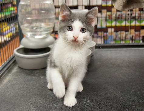 Grey White Kitten Cat Sitting Portrait Cute Pet Pets Photograph By