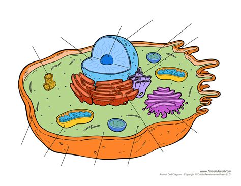 Cells are the smallest unit of life, which means they are the smallest structures that can perform life functions. blank-animal-cell-diagram - Tim's Printables