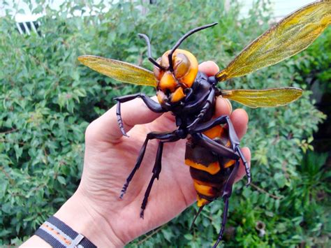 Discover The Amazing Life Of Asian Giant Hornets Animal Encyclopedia