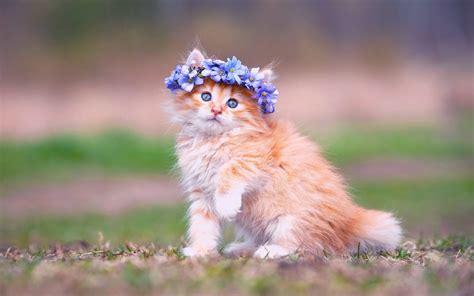 Free Download Cute Baby Cat Hd Wallpapercatmammalfelidaesmall To Medium