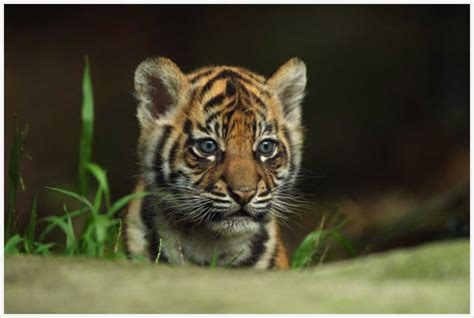 Most Cute Sumatran Tiger Cub Pictures Animals Name A To Z