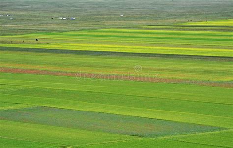 Cultivated And Flowery Fields Of Castelluccio Di Norcia Stock Image
