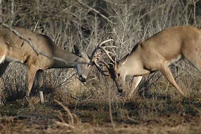 Bucks Rut Deer Whitetail Fighting Antlers Hunting