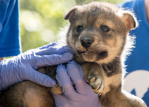 Scientists Breed First Endangered Mexican Gray Wolf From