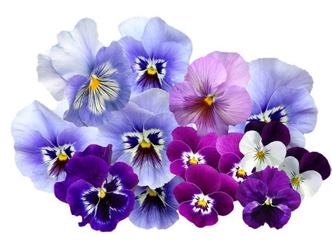 Download Pansy Isolated Violet Royalty Free Stock Illustration Image