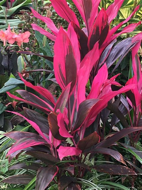 Growing cordyline fruticosa | epic gardening. Tropical Cordyline Ti Hawaiian Red Sister houseplant live ...