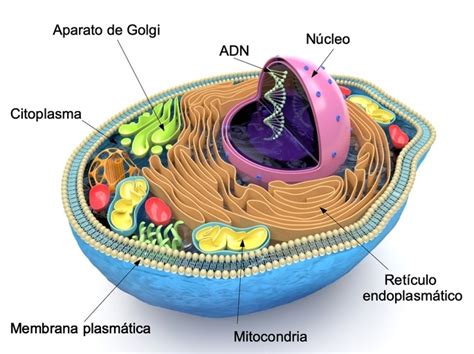 Celula Eucariota Que Es Caracteristicas Partes Y Tipo