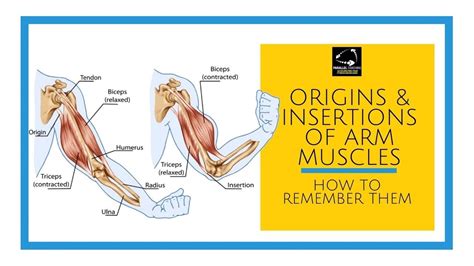 Origins And Insertions Of The Arm Muscles Youtube