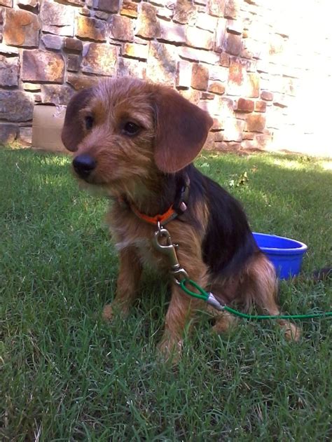 Some designer breed dogs are friendly with strangers and some are. Dachshund + Yorkie = Dorkie mix | Animals | Pinterest | Yorkie, Puppys and Oscars
